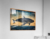 Whale Breach  4  Impression acrylique