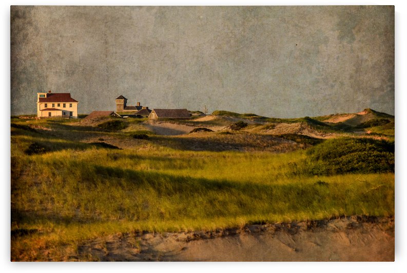 The Provincelands Dunes  by ARTSEA CONTEMPORARY